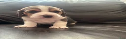 Beagle dogs for sale: Stunning Beagle puppies  - Advert 16