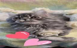 Persian cats for sale: 4 Persian Kittens - Image 3