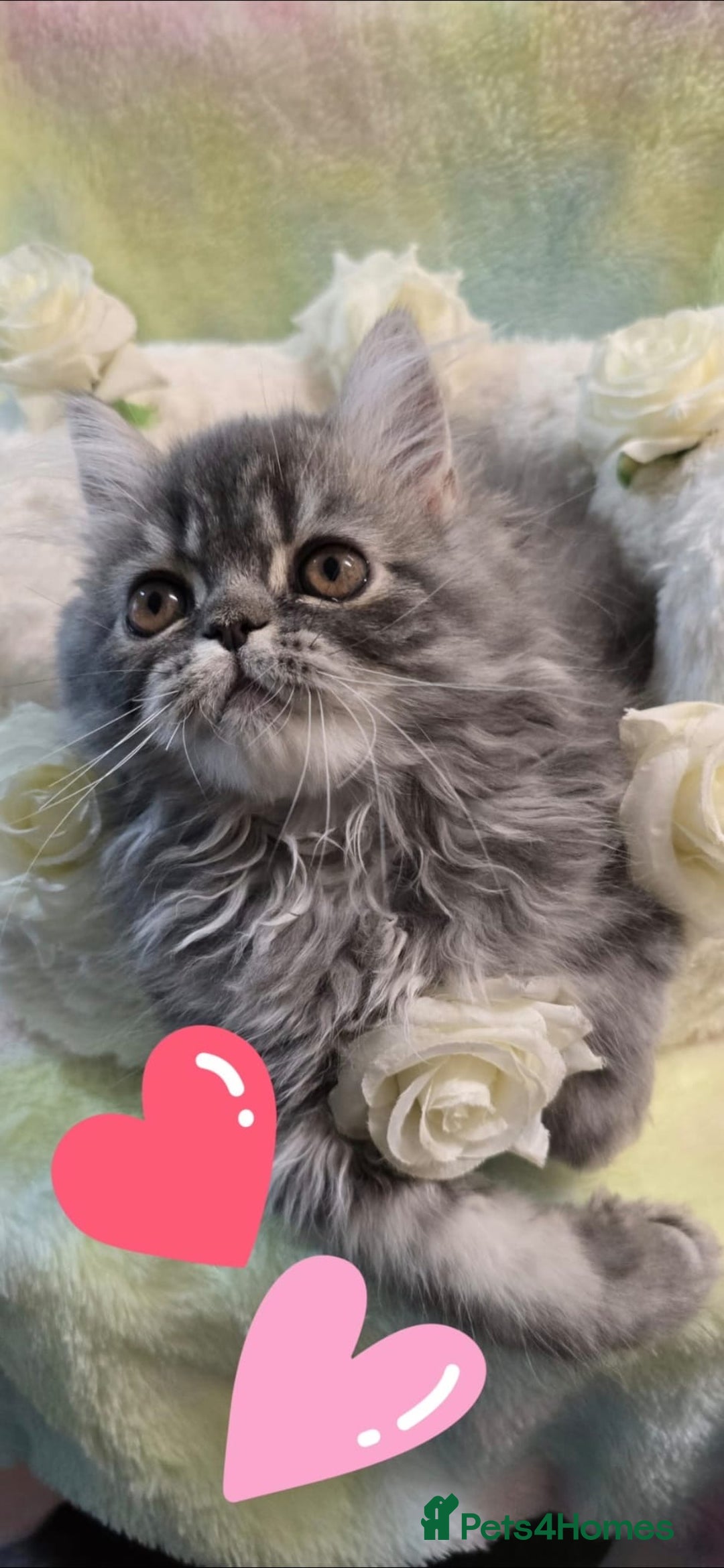 Persian cats for sale: 4 Persian Kittens - Image 3