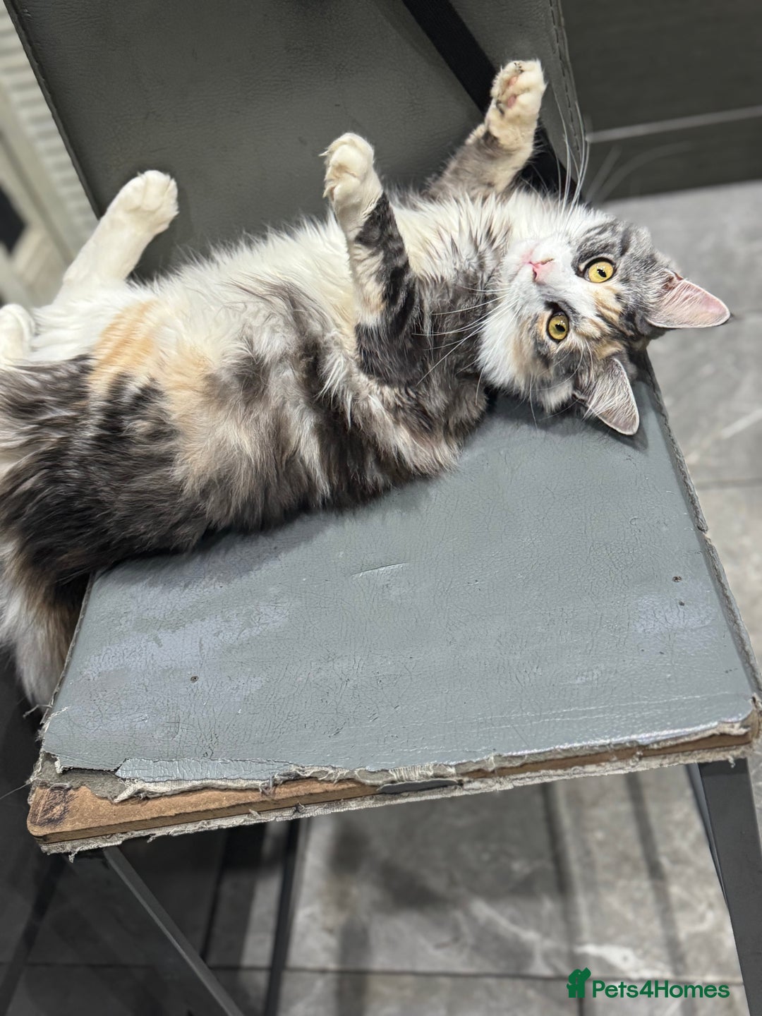 Maine Coon cats for sale: 10 month female reg active pedigree maincoon - Image 6