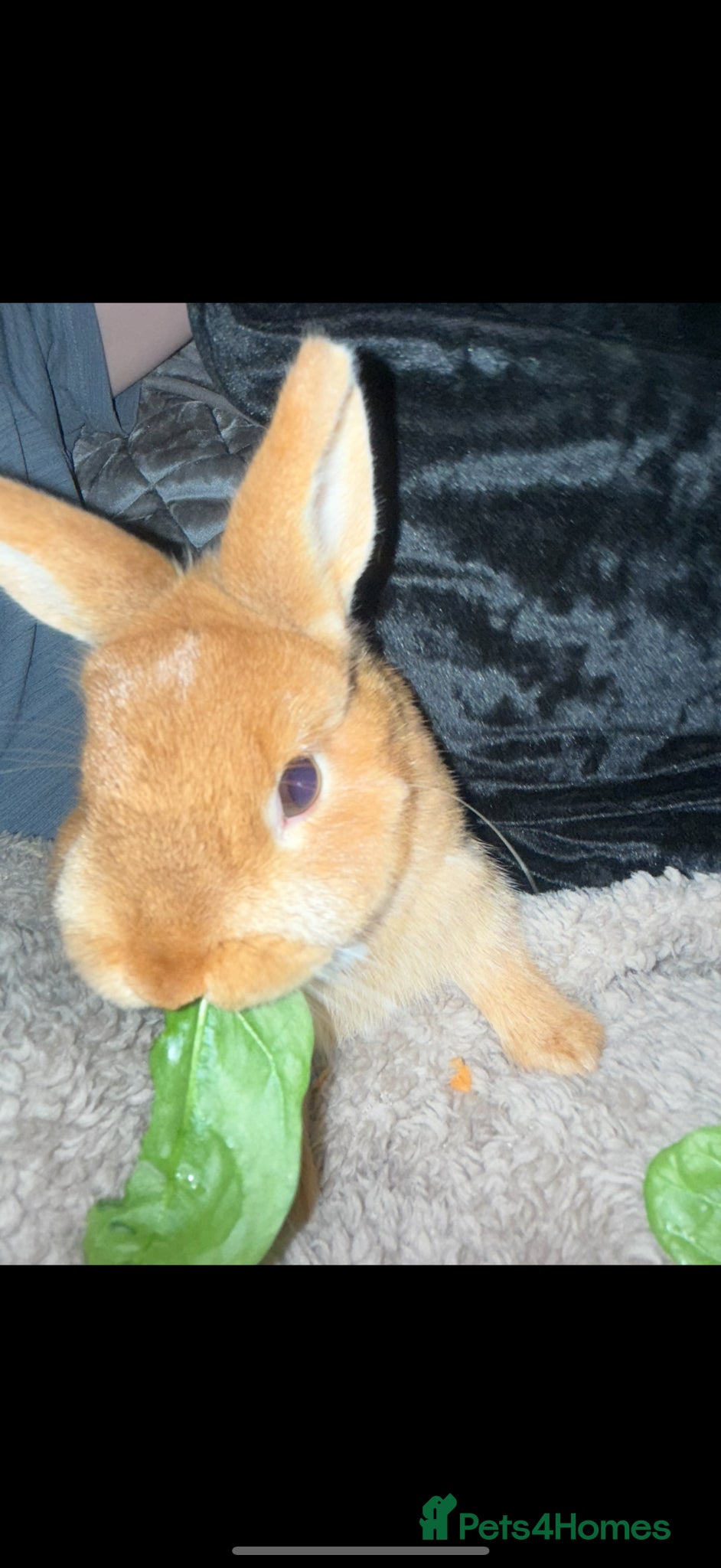 Mixed Breed rabbits Netherland dwarf and mini lion head - Advert 1