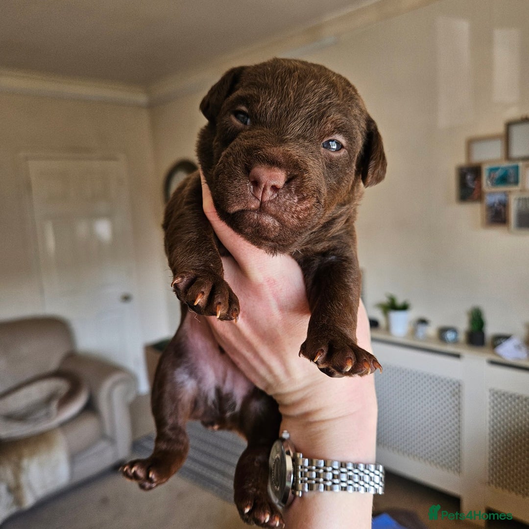 Patterdale Terrier dogs for stud: Patterdale for stud  - Image 7