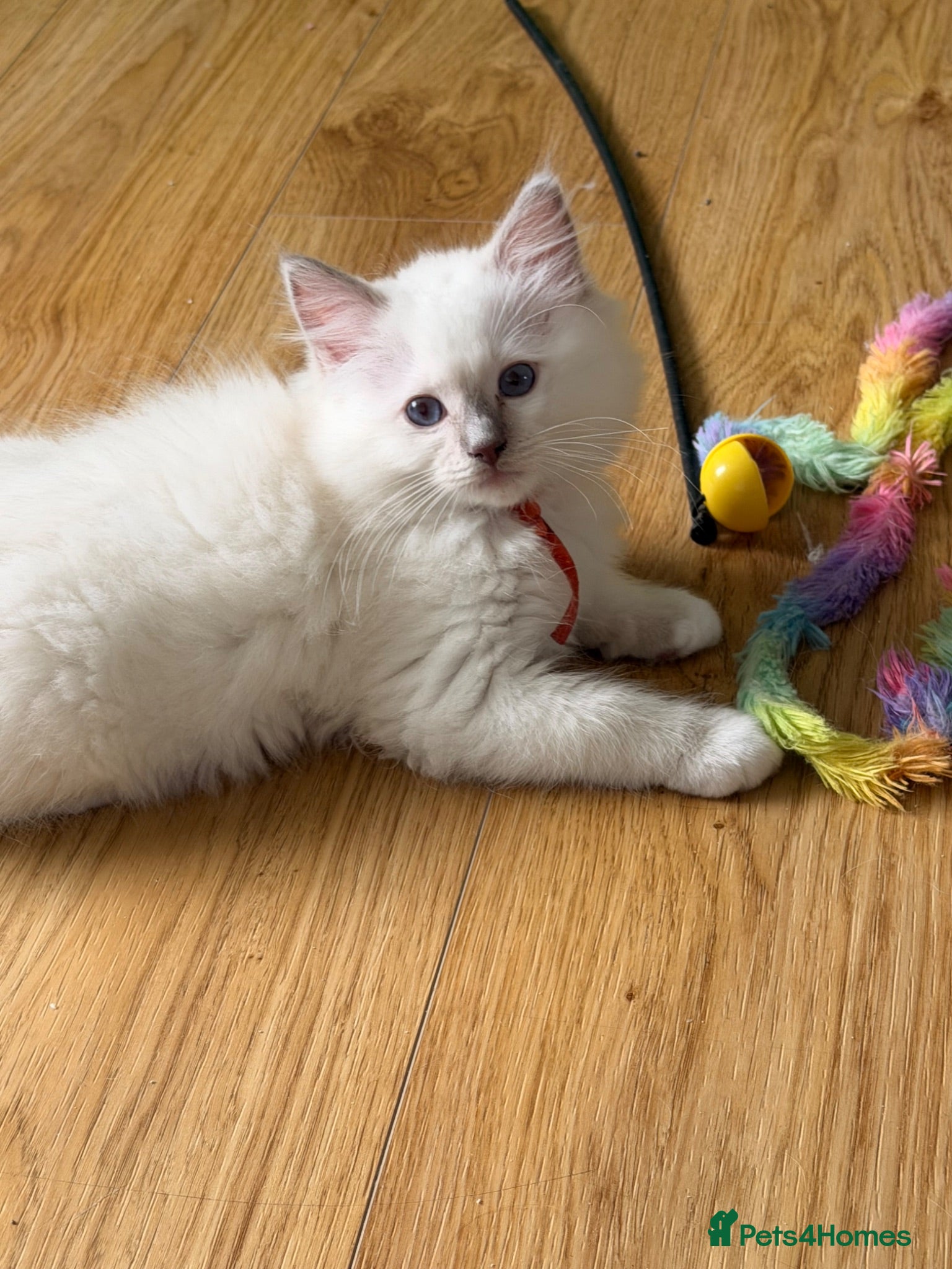 Ragdoll cats Ragdoll kittens 2 boys left ready now !!  - Advert 1