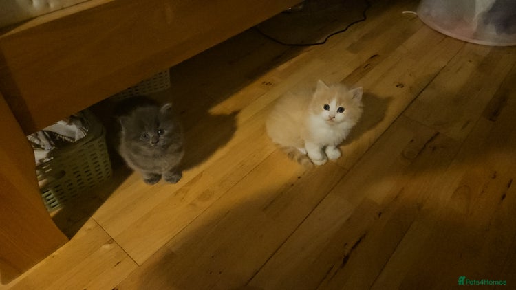 Ragdoll cats - Advert 1