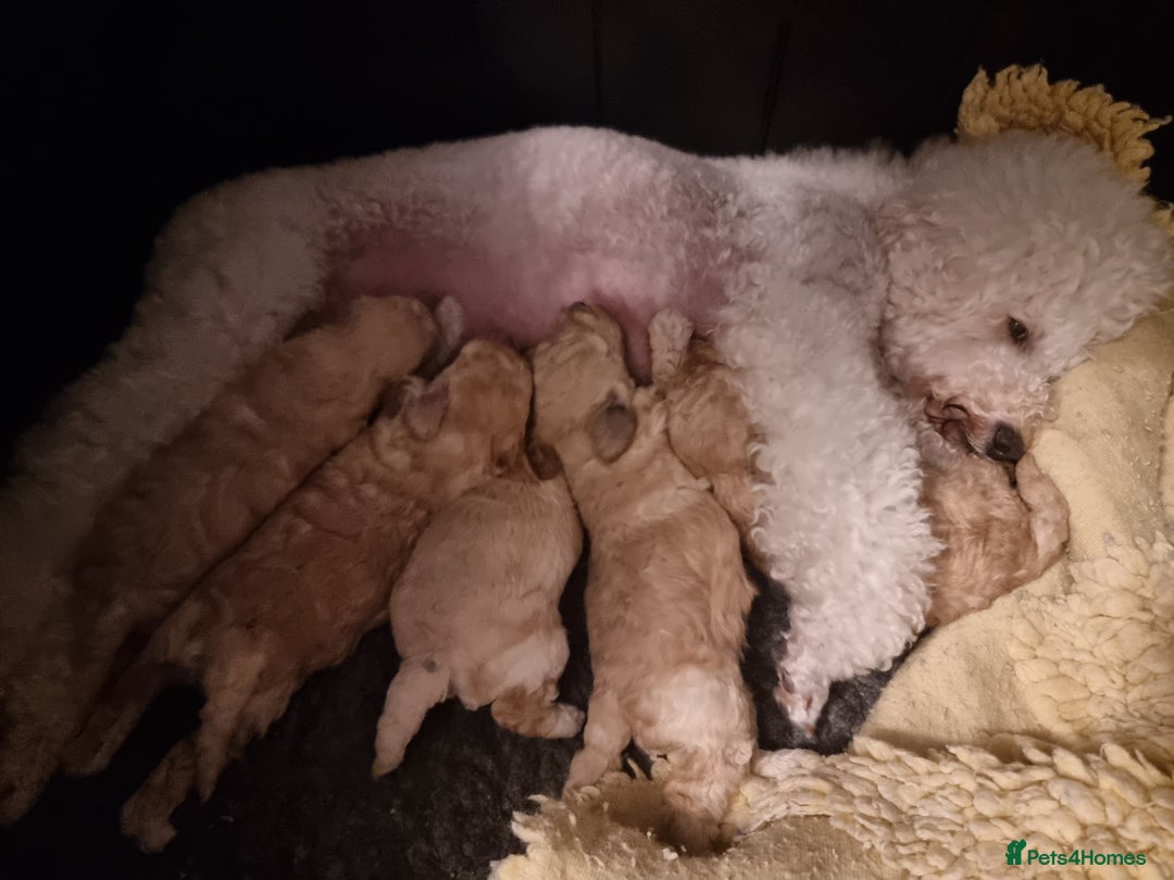 Miniature Poodle dogs for sale: Miniature poodle boy - Image 10