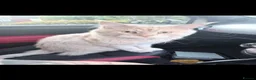 Maine Coon cats for sale: Mainecoon kittens  - Advert 7