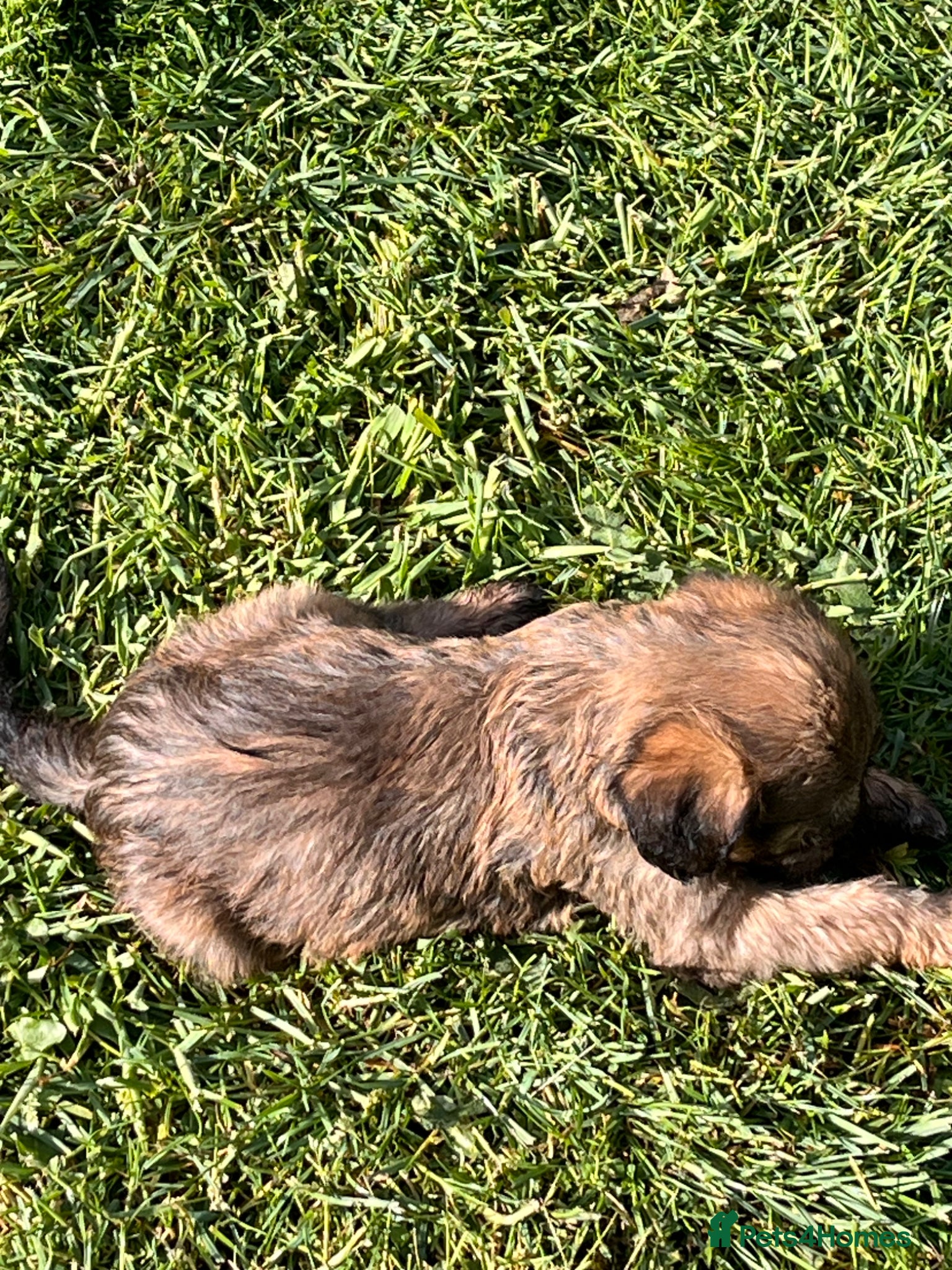 Mixed Breed dogs Beddy Wheaton x whippet  - Advert 2