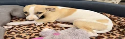 Whippet dogs for sale: READY TO GO - Healthy, well-bred, KC Whippet pups - Advert 20