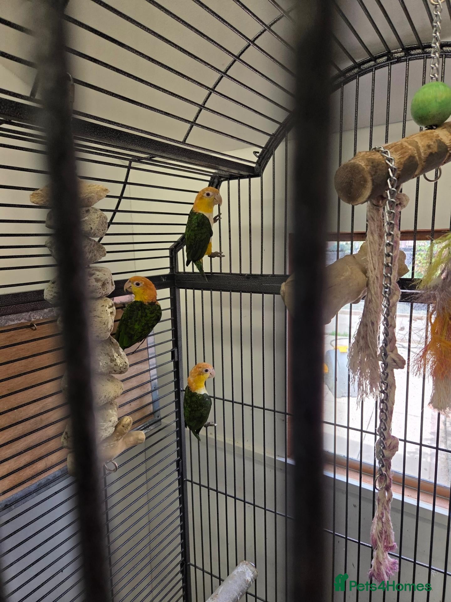 Parrots birds Yellow thighed caique - Advert 2