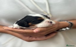 Cavalier King Charles Spaniel dogs for sale: All correct health test taken !  - Image 13