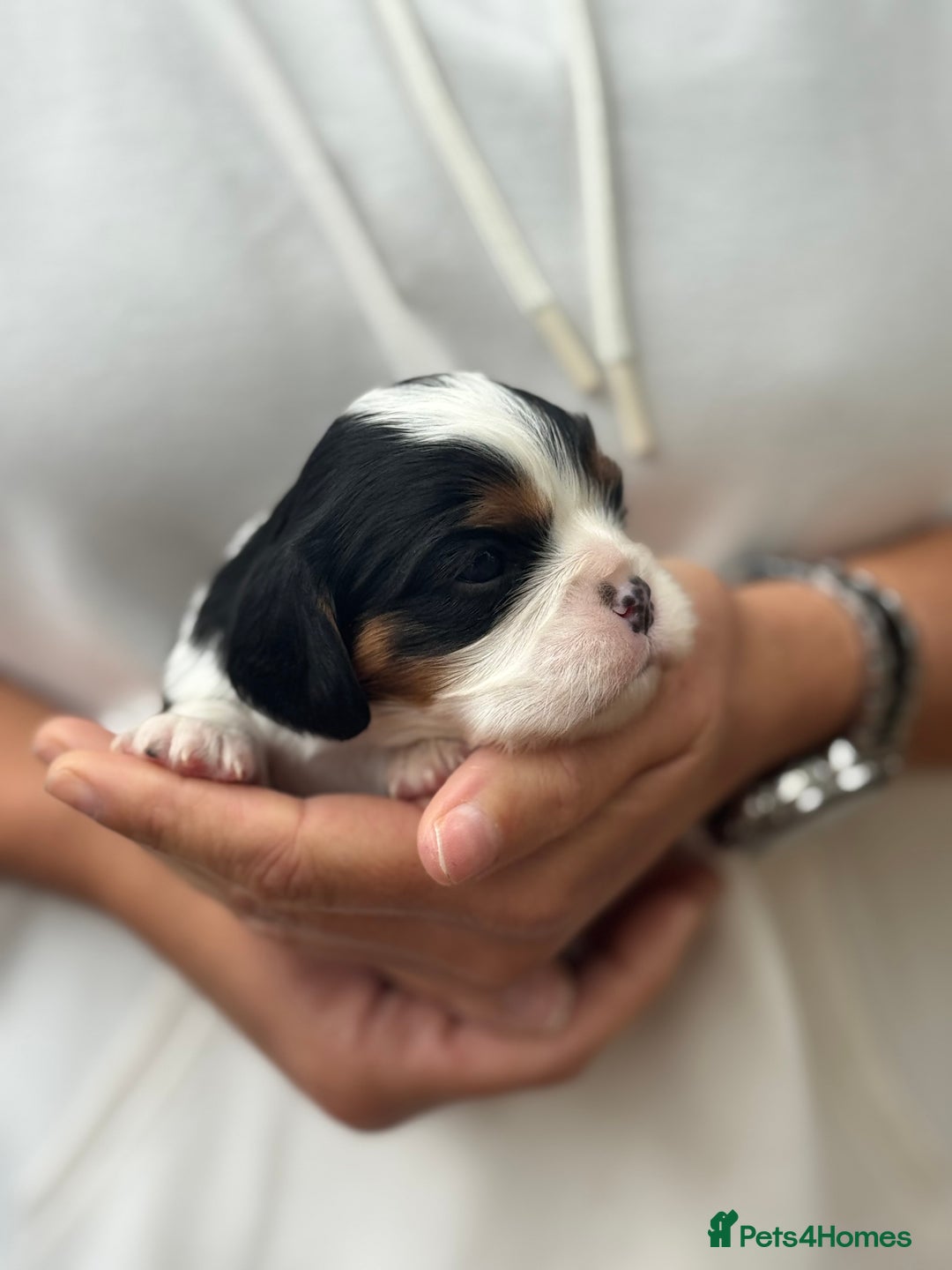 Cavalier King Charles Spaniel dogs for sale: All correct health test taken !  - Image 13