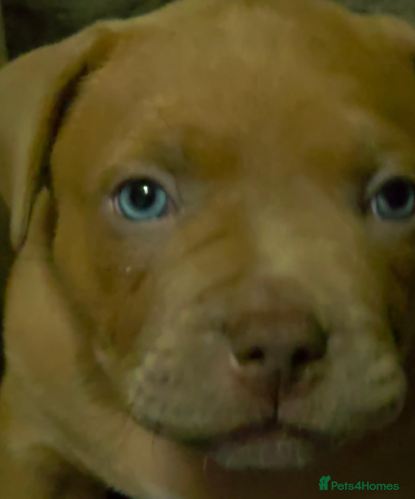 Staffordshire Bull Terrier dogs Beautiful AmStaff Puppies Looking for Loving Homes - Advert 8
