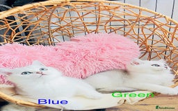 Scottish Fold cats for sale: 💞Beautiful Scottish Fold and Straight kittens🐾 - Image 19