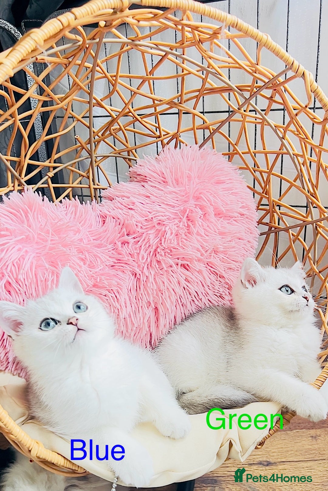 Scottish Fold cats for sale: 💞Beautiful Scottish Fold and Straight kittens🐾 - Image 19
