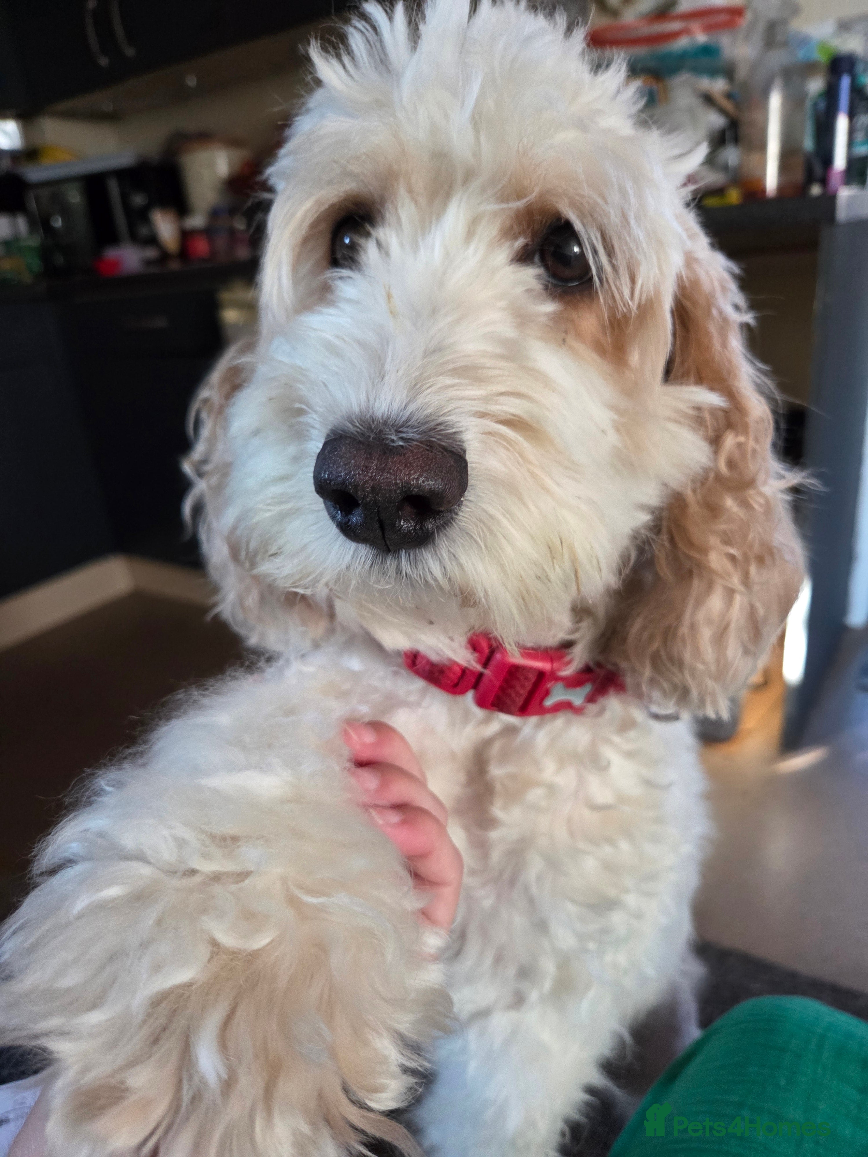 Cavapoo dogs Cavalier king Charles puppies 9 weeks old - Advert 2