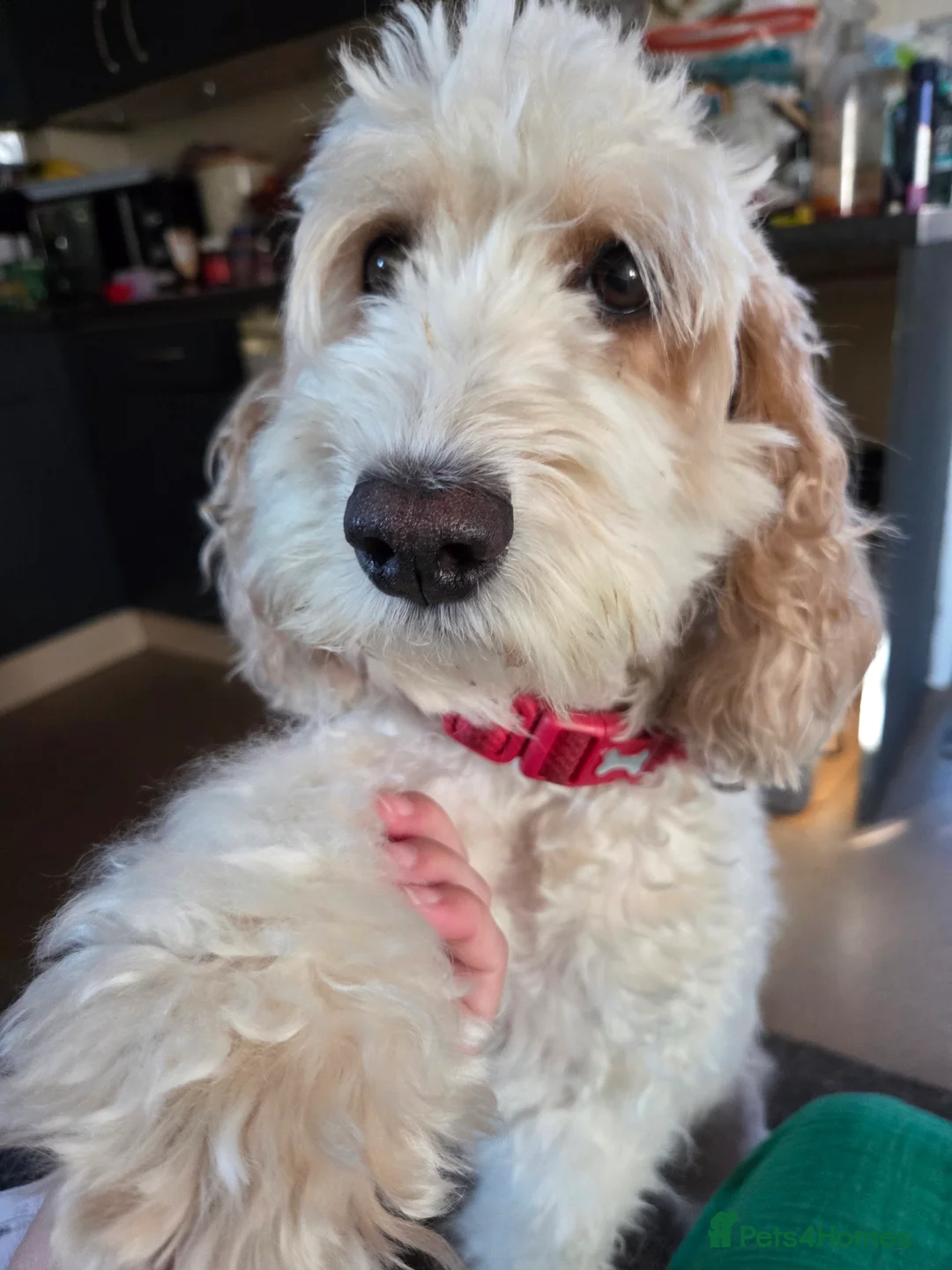 Cavapoo dogs for sale: Cavalier king Charles puppies 9 weeks old in Littlehampton - Advert 1