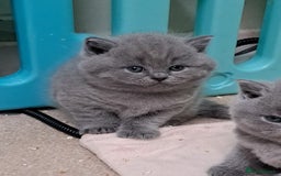 British Shorthair cats for sale: Chunky BSH kittens. PETS ONLY - Image 3