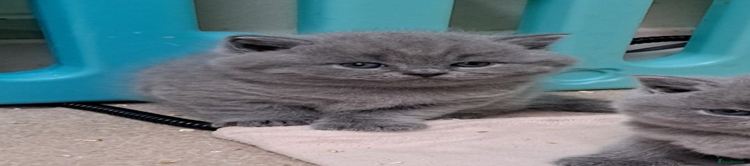 British Shorthair Kitten 5