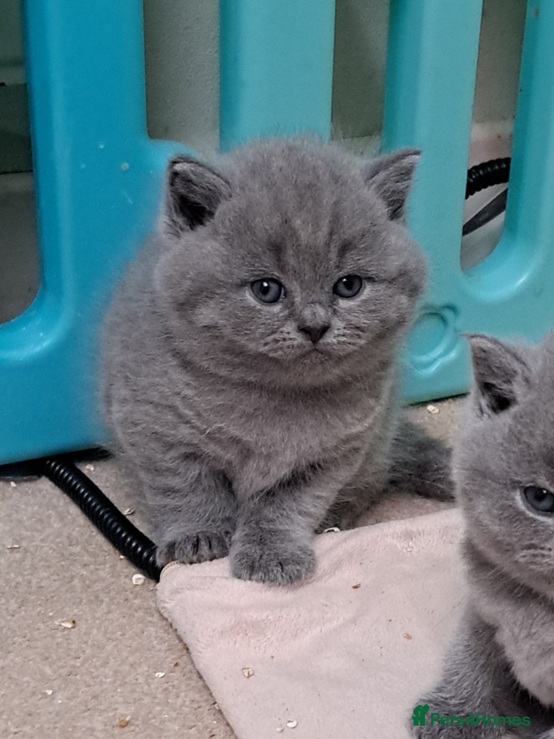 British Shorthair cats for sale: Chunky BSH kittens. PETS ONLY - Image 3