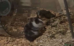 Hamster rodents for sale: Putting out feelers for Willow - Image 5