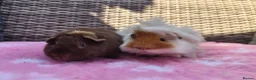 Guinea Pig rodents for sale: Beautiful sows and a pair of boars.  - Advert 6