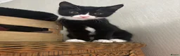 British Shorthair cats for sale: British Shorthair  - Advert 1