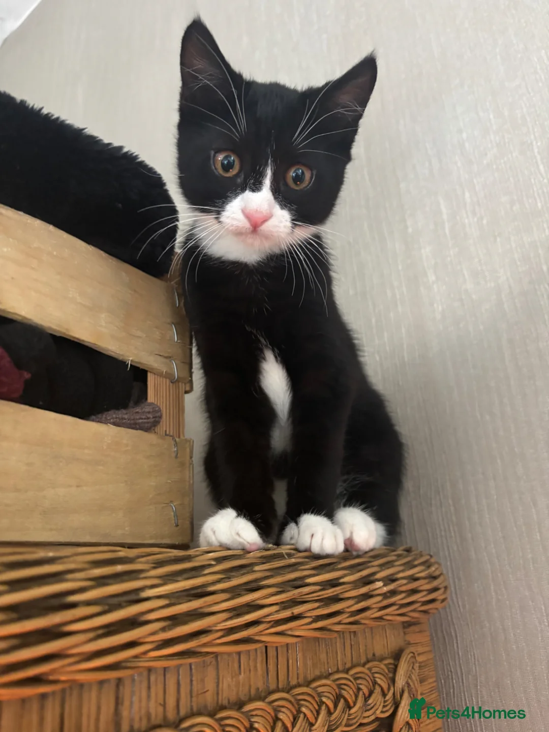 British Shorthair cats for sale: British Shorthair  - Advert 1