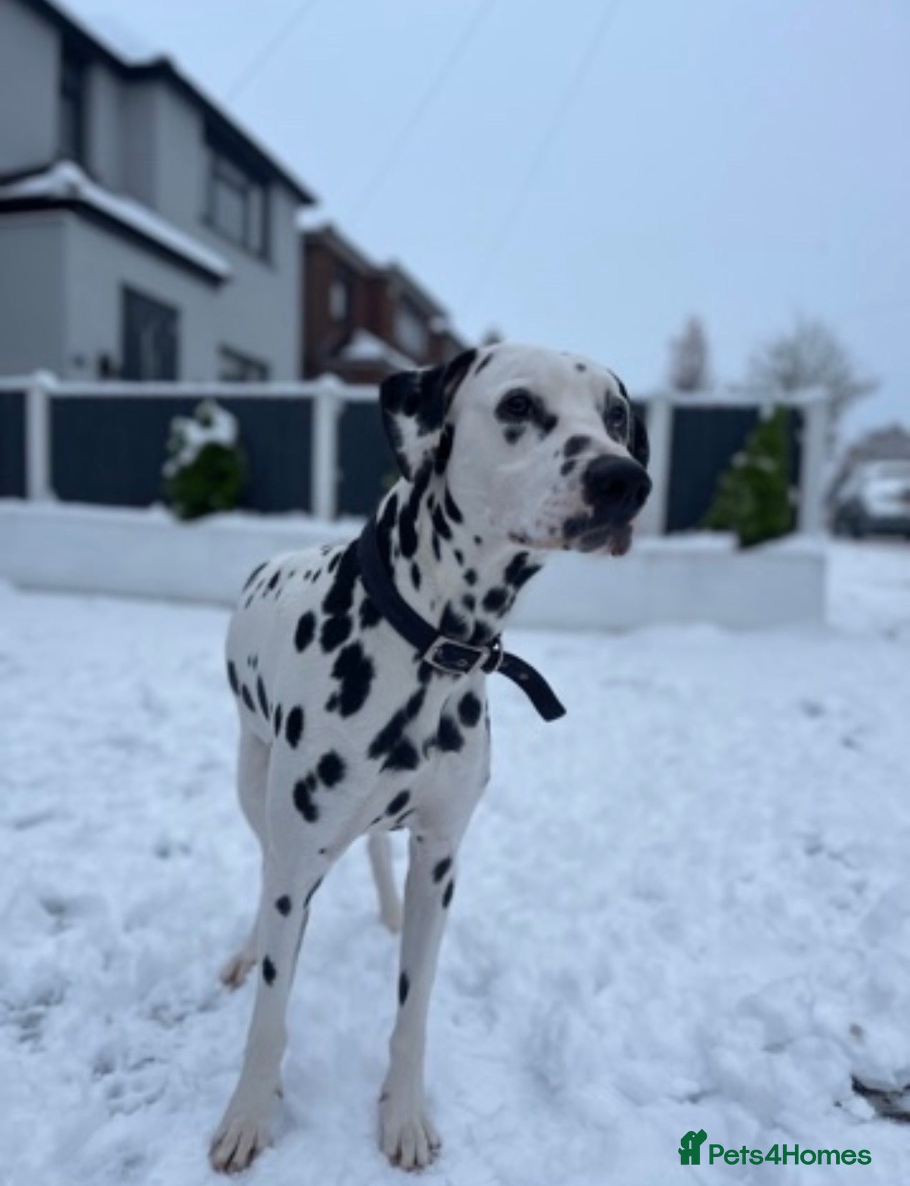 Dalmatian dogs Jasper & Maisie both must go together  - Advert 16