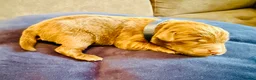 Labradoodle dogs for sale: 🐾 Rare Merle Labradoodles Ready This Summer! 🐾 - Advert 38