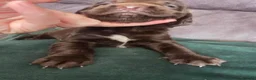 Sprocker dogs for sale: Sprocker spaniel puppies  - Advert 11