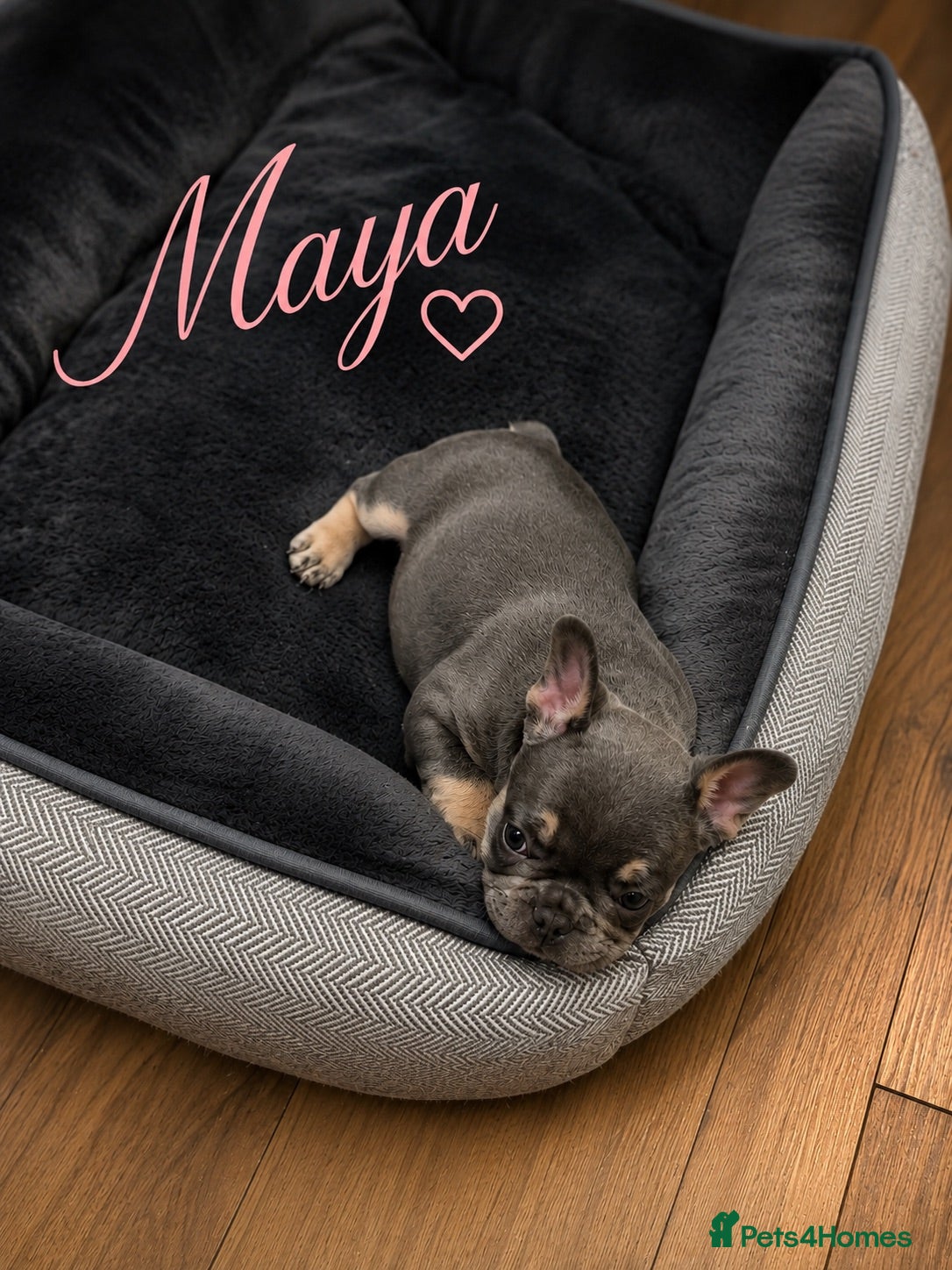 French Bulldog dogs  🐶💗💙4 PUPPY French Bulldog 🐶💖💝 - Advert 10