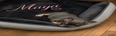 French Bulldog 2
