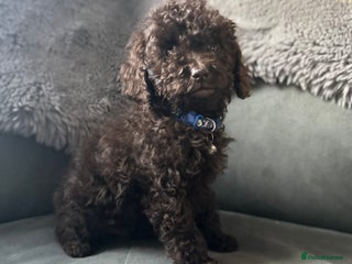 Cockapoo dogs Beautiful cockapoos - Advert 13