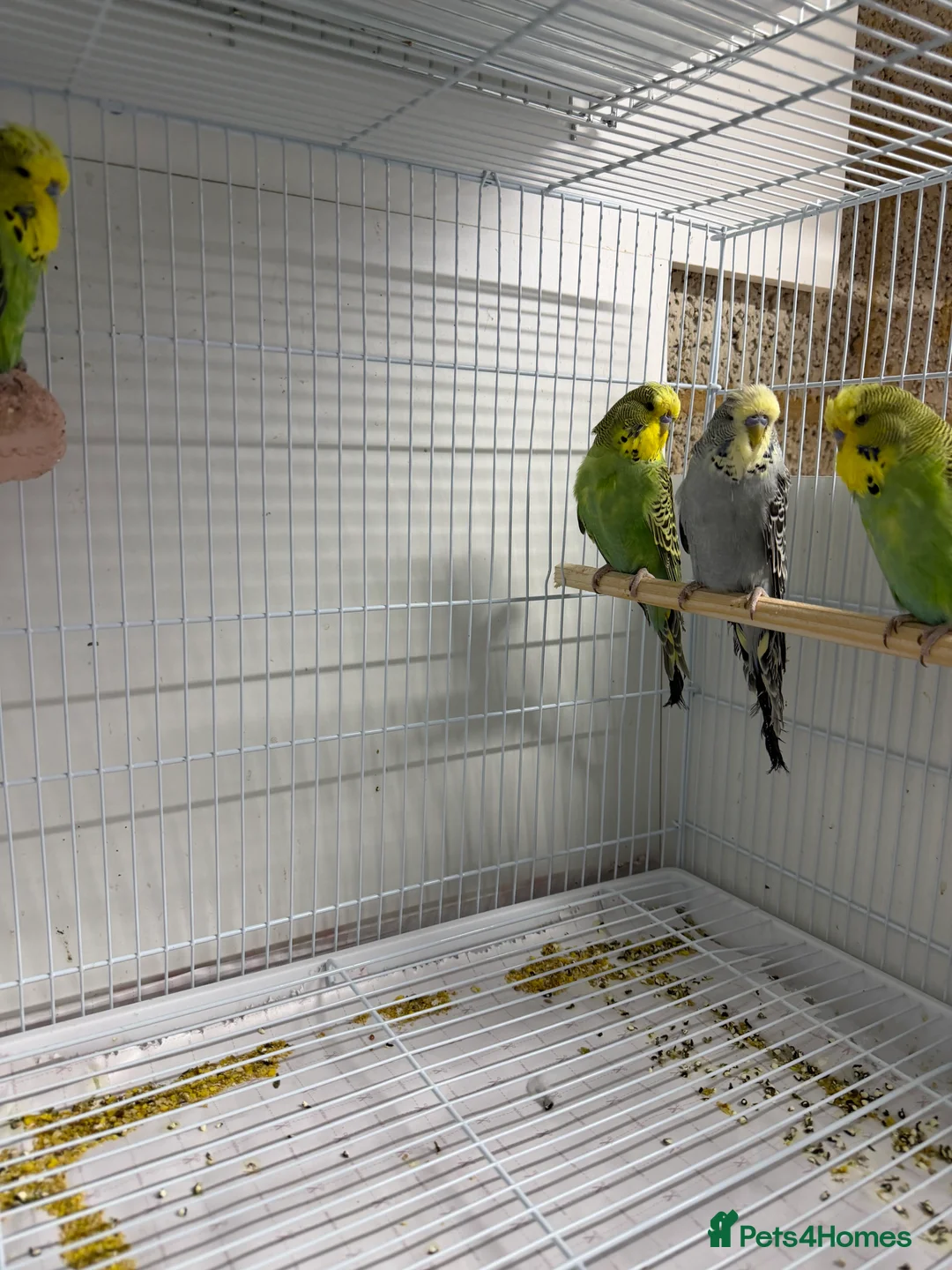 Budgerigars birds for sale: Budgies For Sale in Waltham Cross - Advert 1