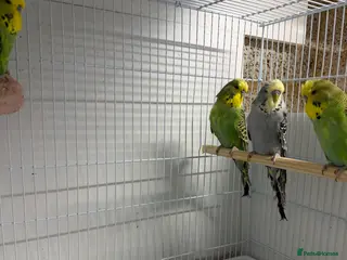 Budgerigars birds Budgies For Sale in Waltham Cross - Advert 9