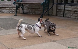 Mixed Breed dogs for sale: Chihuahua with a bit of French Bulldog puppies - Advert 2