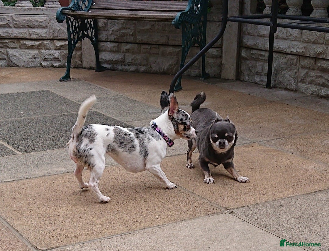 Mixed Breed dogs for sale: Chihuahua with a bit of French Bulldog puppies - Advert 2