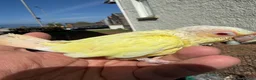 Conures birds for sale: Creamino and Tarquies and voilet in Greenock - Advert 1
