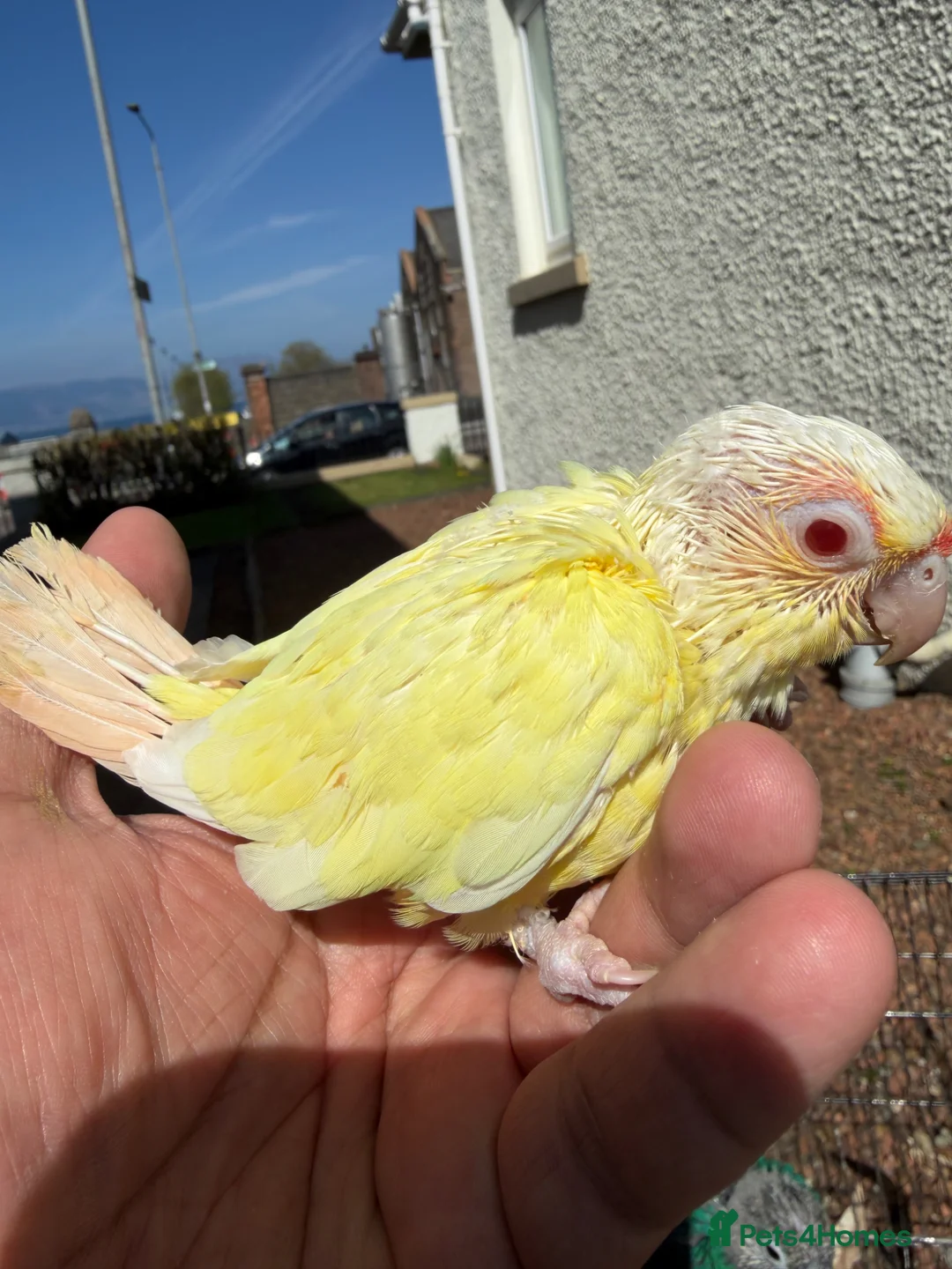 Conures birds for sale: Creamino and Tarquies and voilet in Greenock - Advert 1