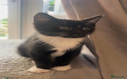 Siberian cats for sale: Black and white kitten  - Image 1