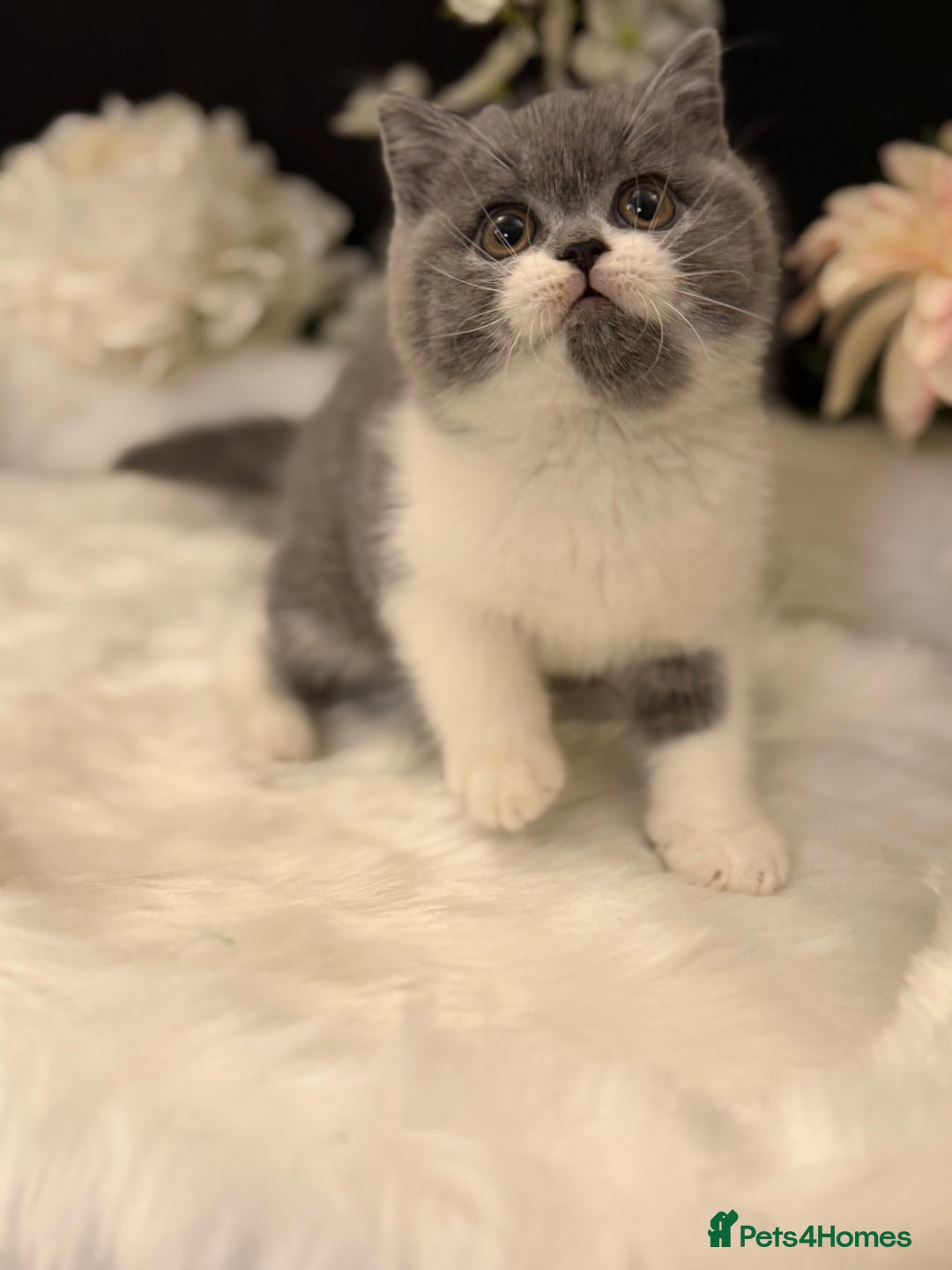 British Shorthair cats for sale: Full Pedigree Registered BSH  - Advert 2