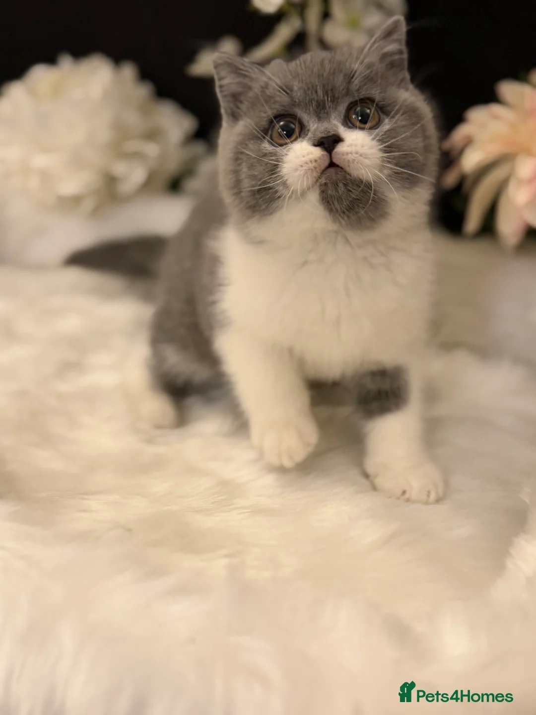 British Shorthair cats for sale: Full Pedigree Registered BSH  - Advert 8