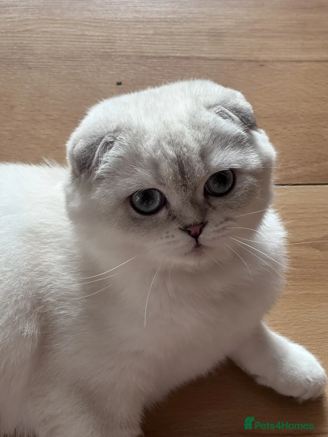 Scottish Fold cats for sale: Beautiful Scottish Fold Pedigree Girls - Advert 2
