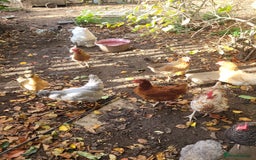 Chickens poultry for sale: Mixed flock of chickens - Image 3