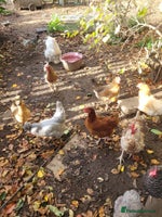 Chickens poultry - Advert 3