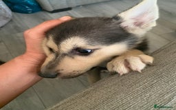 Shepsky dogs for sale: 2 beautiful Shepski puppies for sale  - Image 5