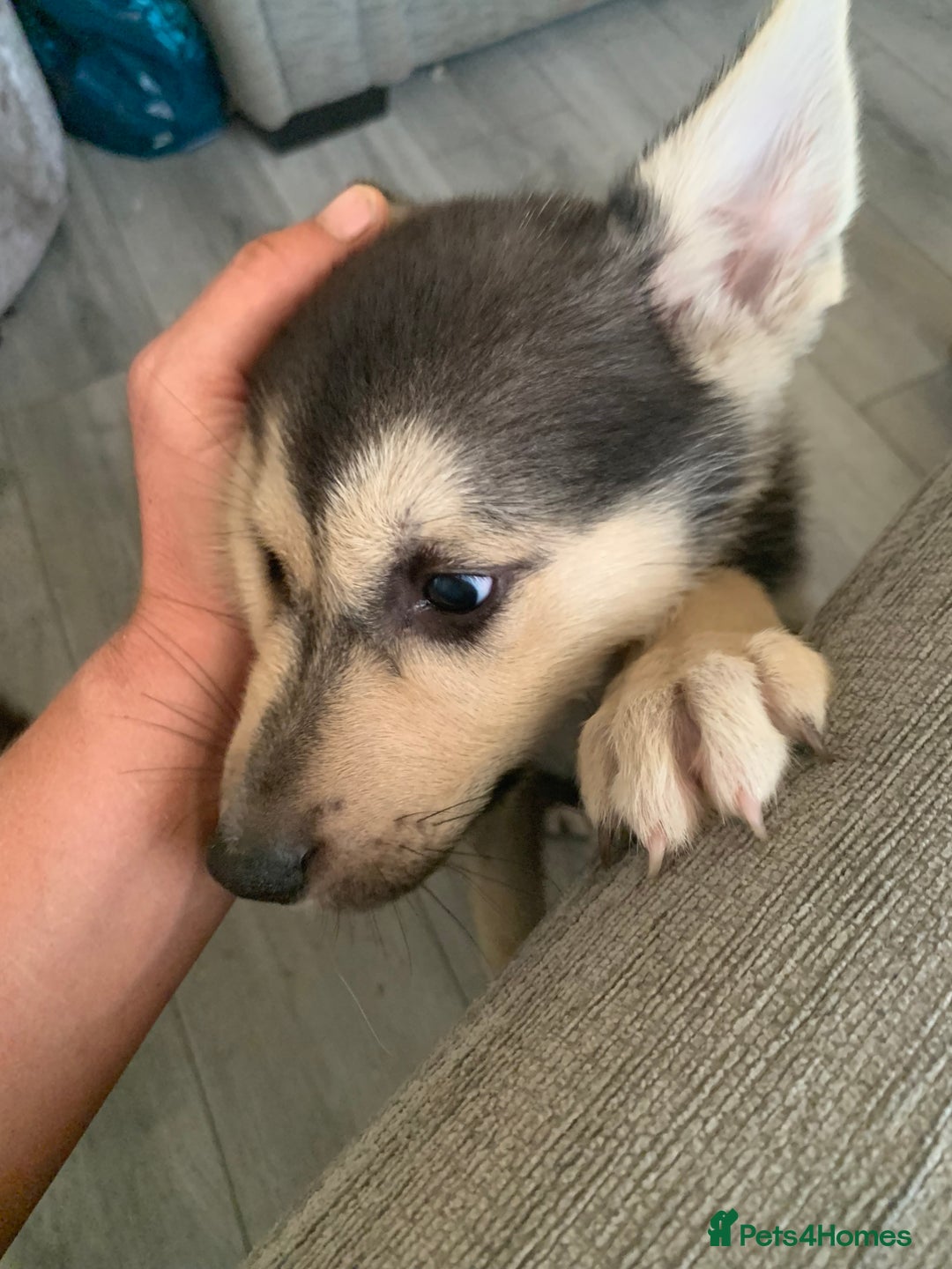 Shepsky dogs for sale: 2 beautiful Shepski puppies for sale  - Image 5