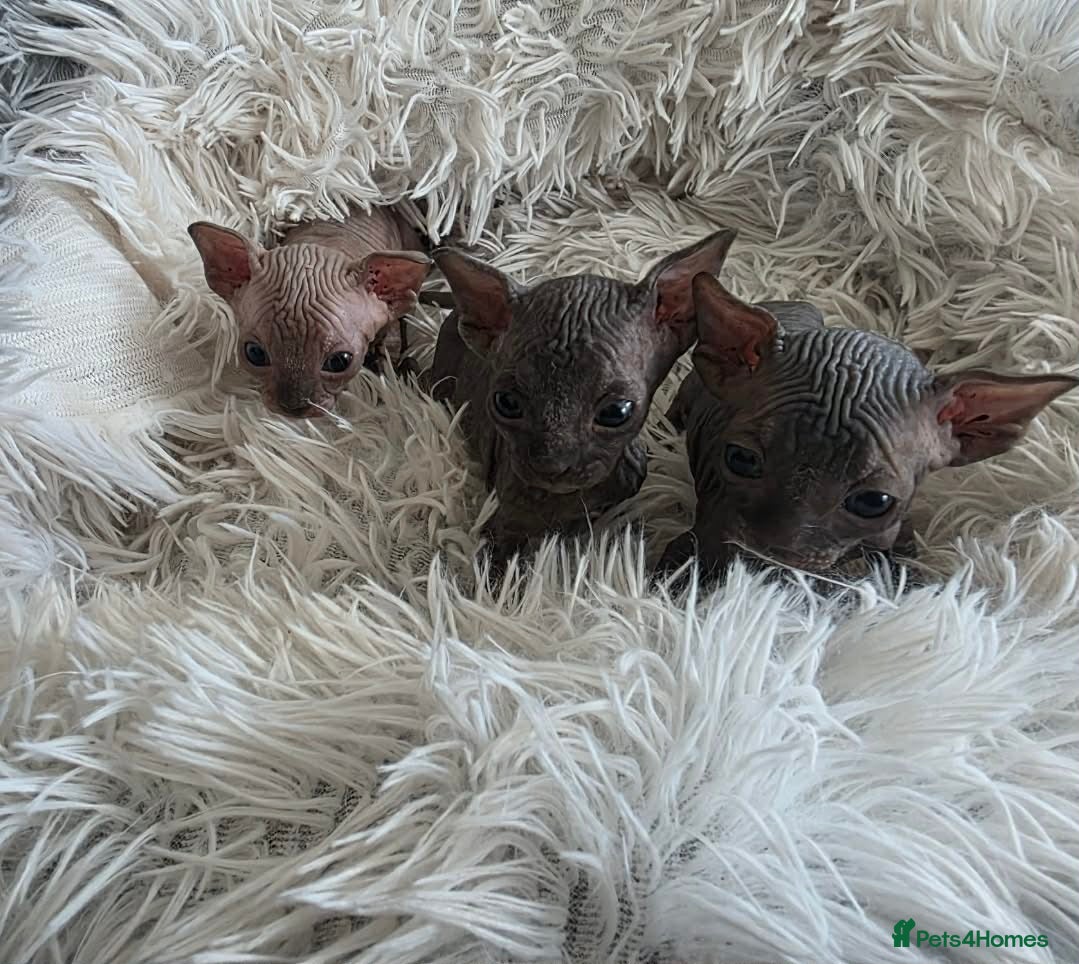 Sphynx cats 3 Stunning TICA Registered Sphynx Boys - Advert 1