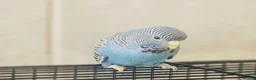 Budgerigars birds for sale: Rare Blackface Split Hago Budgies Available - Advert 8