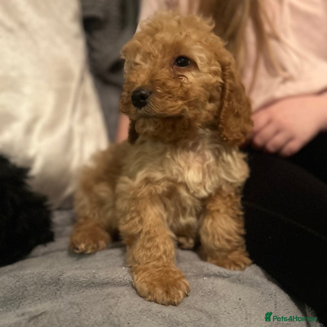 Cockapoo dogs for sale: Cockapoo Puppies - Advert 9